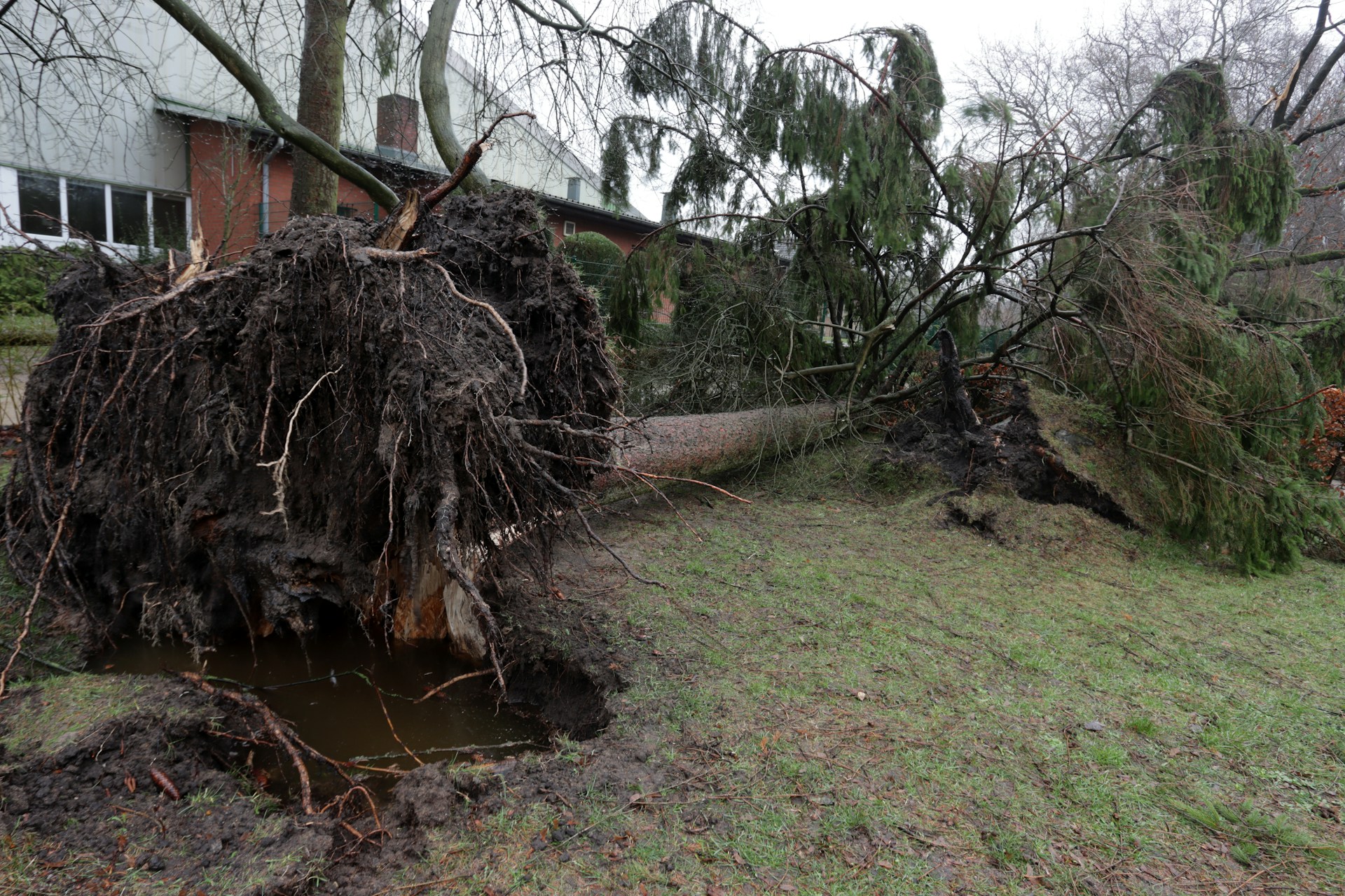 Fallen Tree