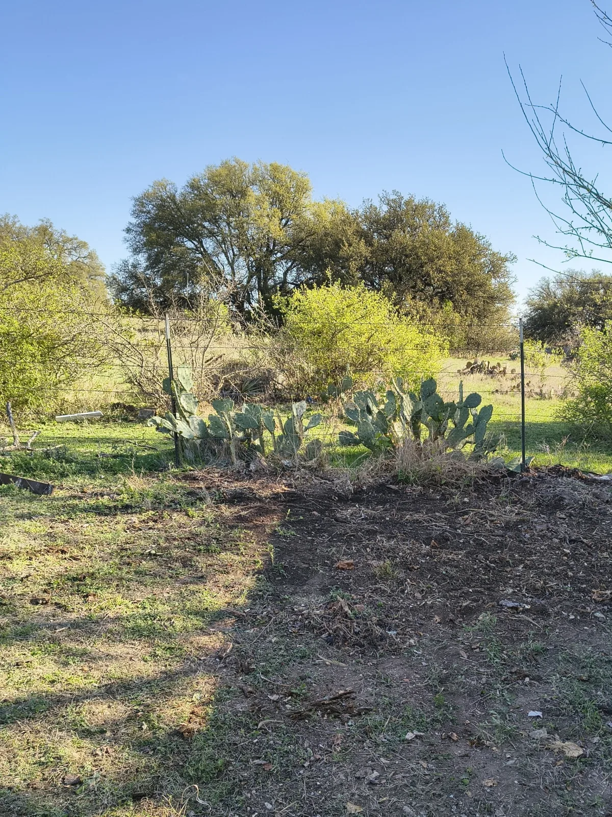 After: Cactus Removal