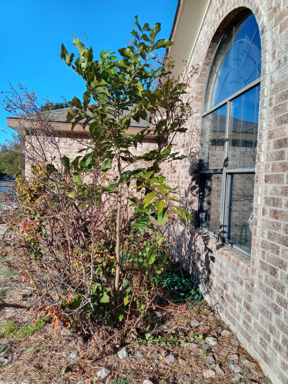 Before: Bush Removal