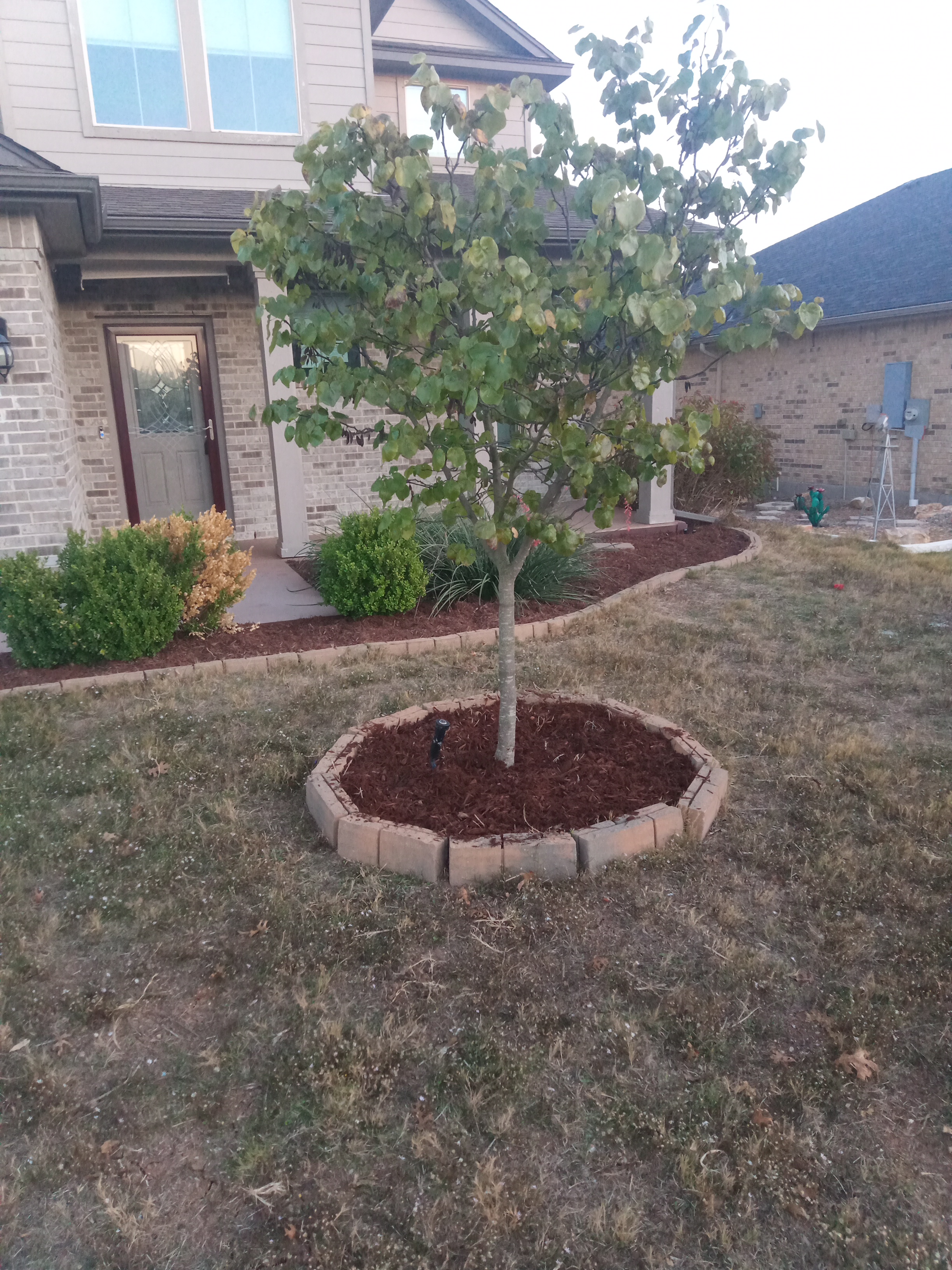 After: fresh mulch in flower beds or tree beds