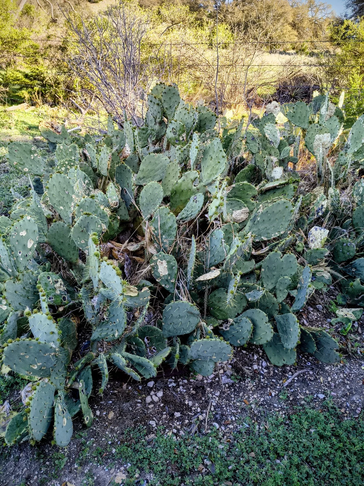 Before: Cactus Removal